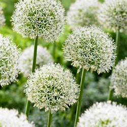 Allium Mont Blanc - Giant Onion