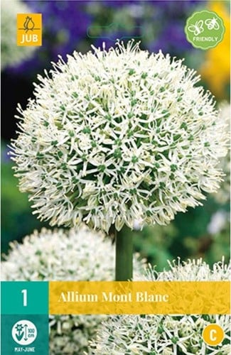 Allium Mont Blanc - Giant Onion