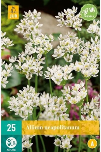Ornamental Onion Neapolitanum - Allium