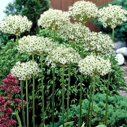Allium Nigrum - Ornamental Onion