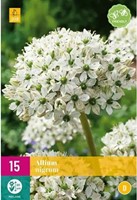 Allium Nigrum