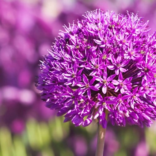 Allium Purple Sensation - Ornamental Onion