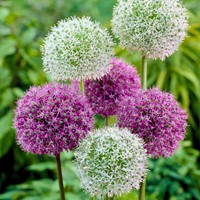 Alliums Purple & White Mix - Ornamental Onion
