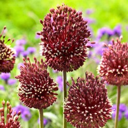 Allium Red Mohican – Ornamental Onion