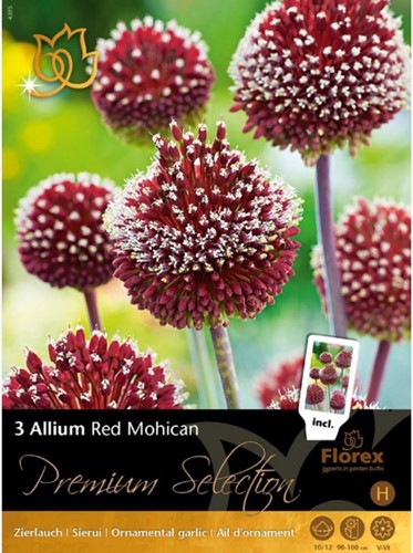 Allium Red Mohican – Ornamental Onion