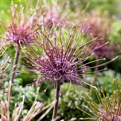 Allium Schubertii - Ornamental Onion