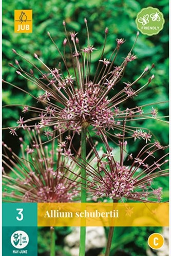 Allium Schubertii - Ornamental Onion