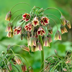 Allium Siculum