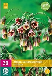 Allium Siculum
