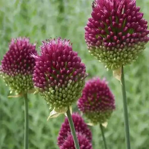 Allium Sphaerocephalon - Drumstick