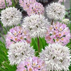 Alliums Roseum & Amplectans Mix