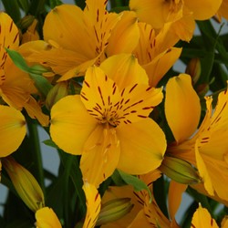 Alstroemeria Lutea – Peruvian Lily