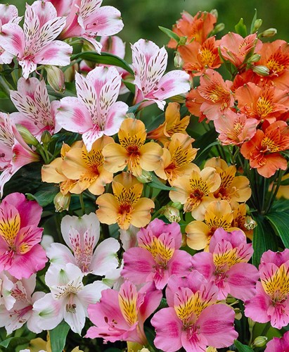 Alstroemeria Mix – Peruvian Lily