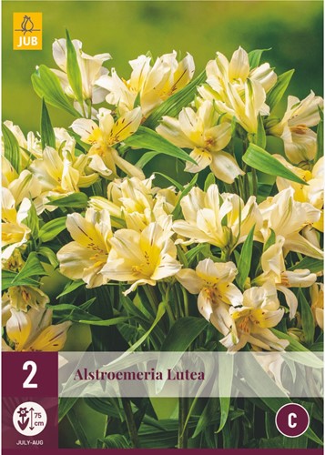 Alstroemeria Lutea – Peruvian Lily