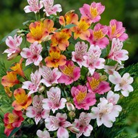 Alstroemeria mix – Peruvian lily