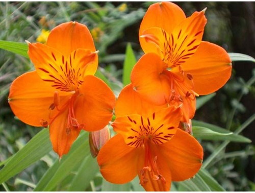 Alstroemeria Orange King – Peruvian Lily