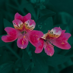 Alstroemeria Pink – Peruvian Lily