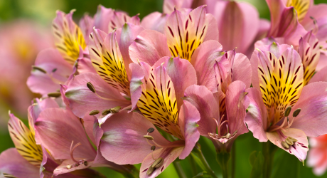 Alstroemerias bulbs planting instructions
