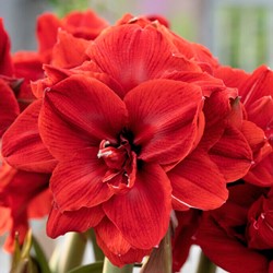 Amaryllis Dubbelbloemig Rood - Hippeastrum