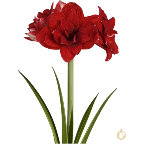 Amaryllis Double Red - Hippeastrum