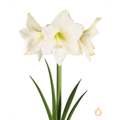Amaryllis White