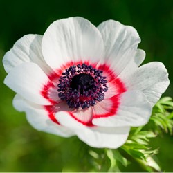 Anemone Bicolor