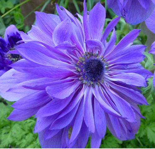 Anemone Lord Lieutenant