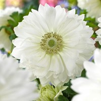 Anemone Mount Everest