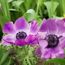 Anemoon Sylphide  - Anemone coronaria