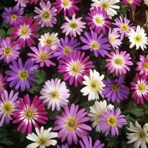 Anemone Blanda Mix