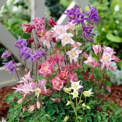 Columbine - Aquilegia Biedermeier pot plant