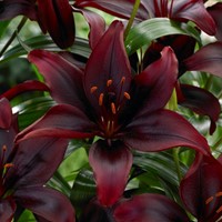 Lilium Asiaticus Black