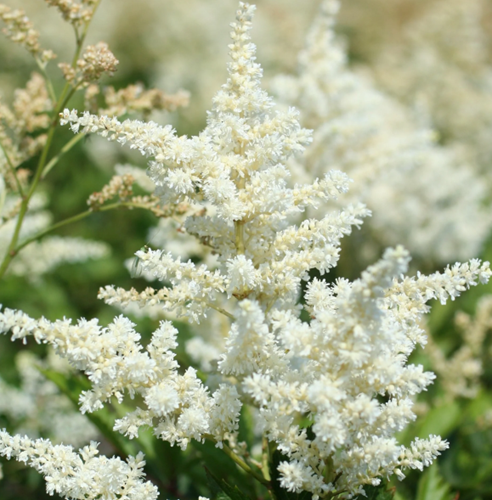 Astilbe (A) Brautschleier - False Goat's Beard