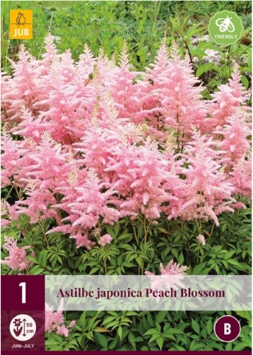 Astilbe Japonica Peach Blossom - False Goat's Beard