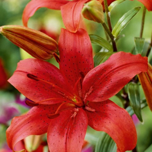 Asiatic Lily Red - Lilium Asiaticum