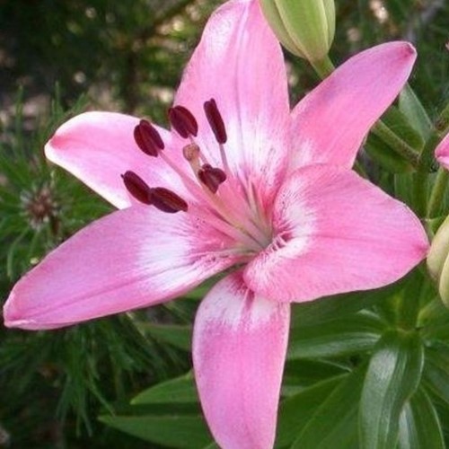 Asiatic Lily Pink
