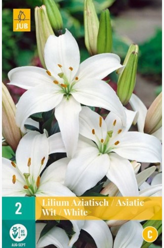 Asiatic Lily White