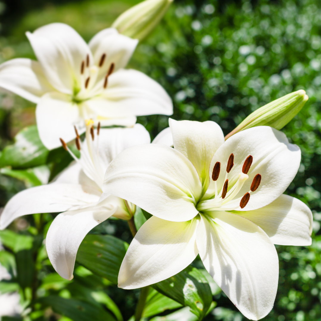 White shop asiatic lily