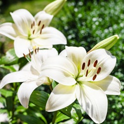 Asiatic Lily White