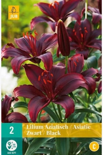 Asiatic Lily Black - Lilium