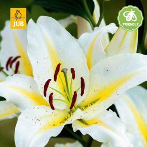 Lilium Baferrari - Lily