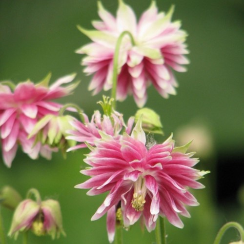 Aquilegia Barlow Pink - Columbine
