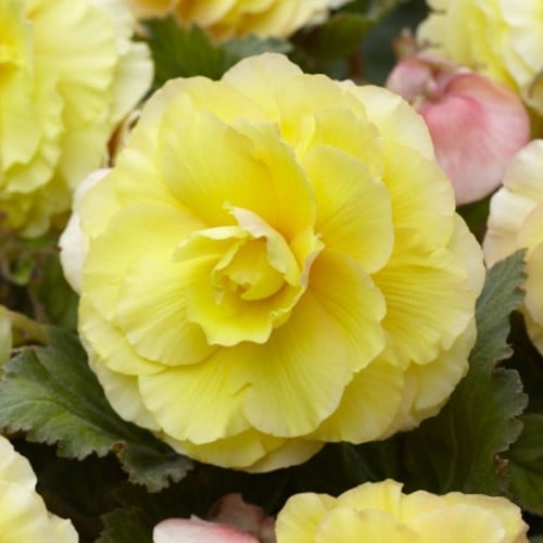 Begonia F1 Superba Yellow