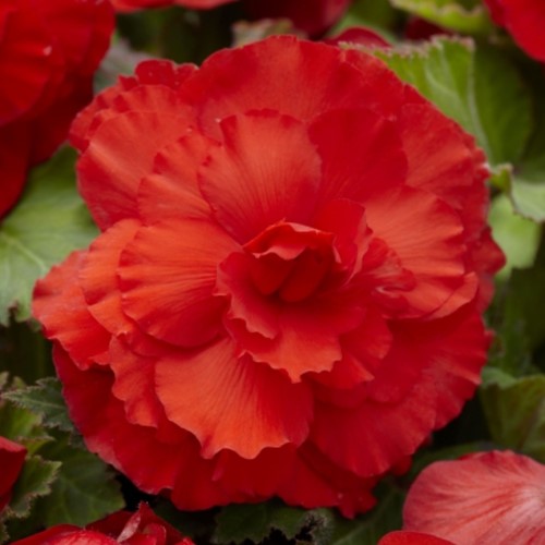Begonia F1 Superba Red