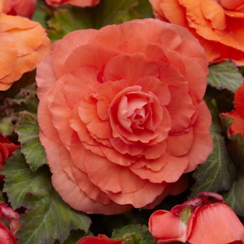 Begonia F1 Superba Salmon