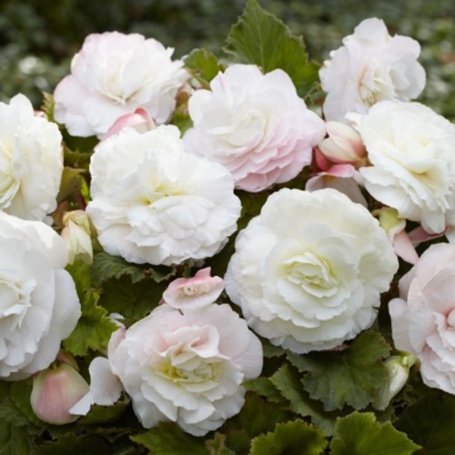 Begonia F1 Superba White
