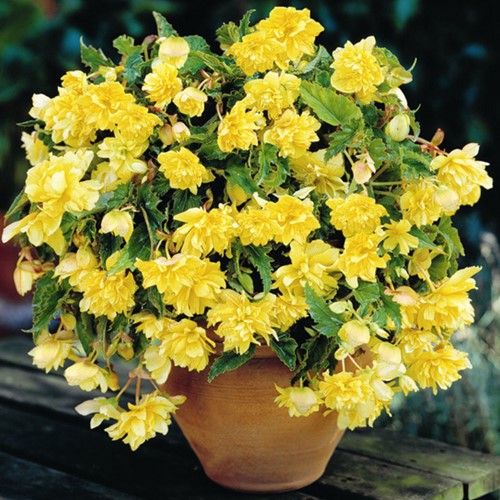 Begonia Pendula Yellow