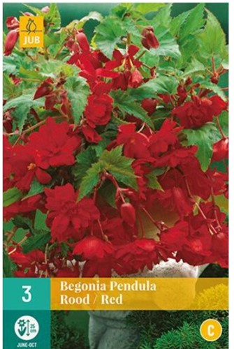 Begonia Pendula Red