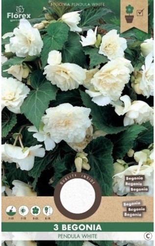 Begonia Pendula White