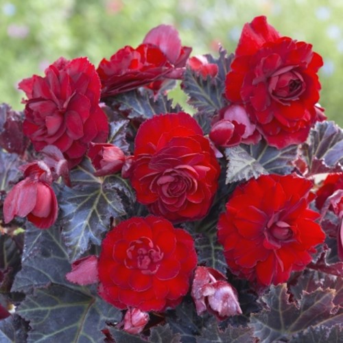 Begonia Switzerland - Dark-leaved Begonia